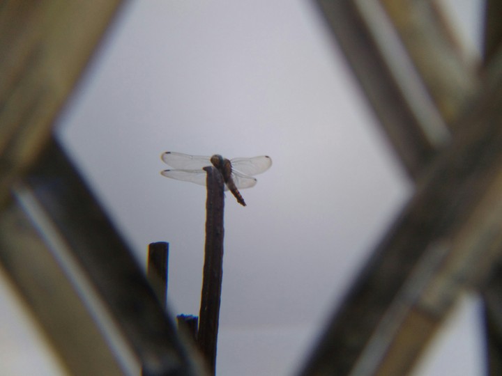 the last fly