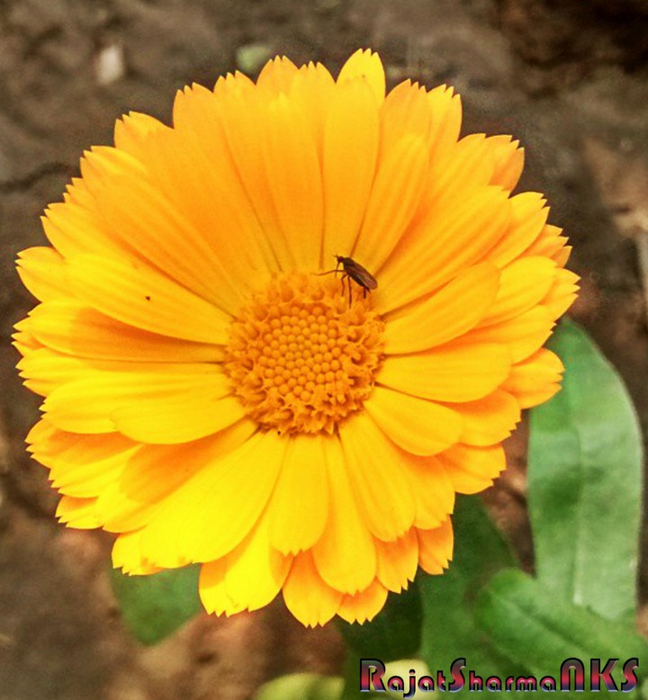 yellow flower