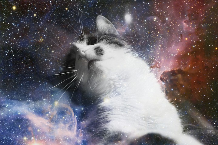 starry cat