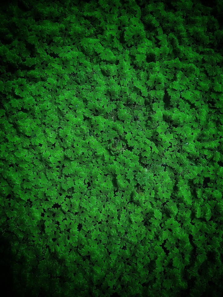 grass