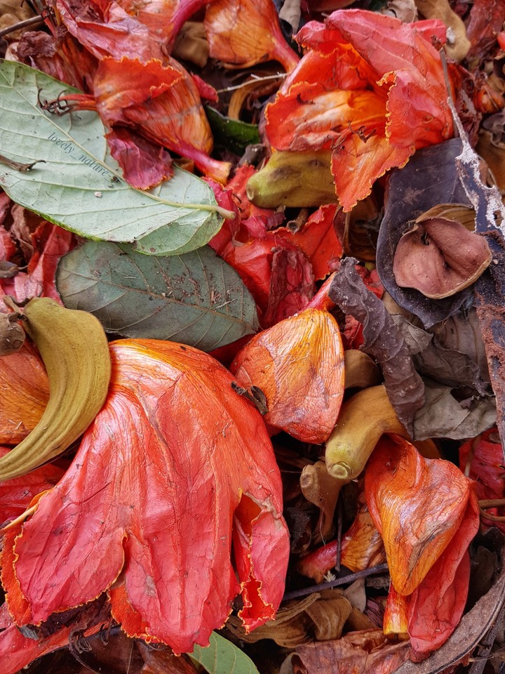 Fallen leaves
