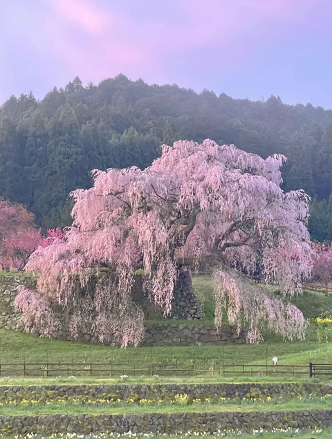hình nền sakura, tree
