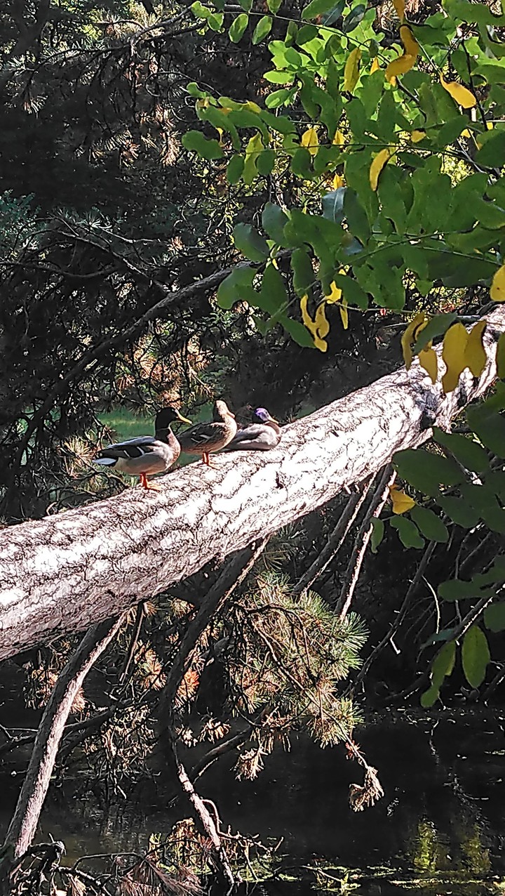 Les canards
