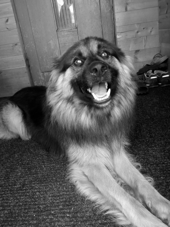 my dog