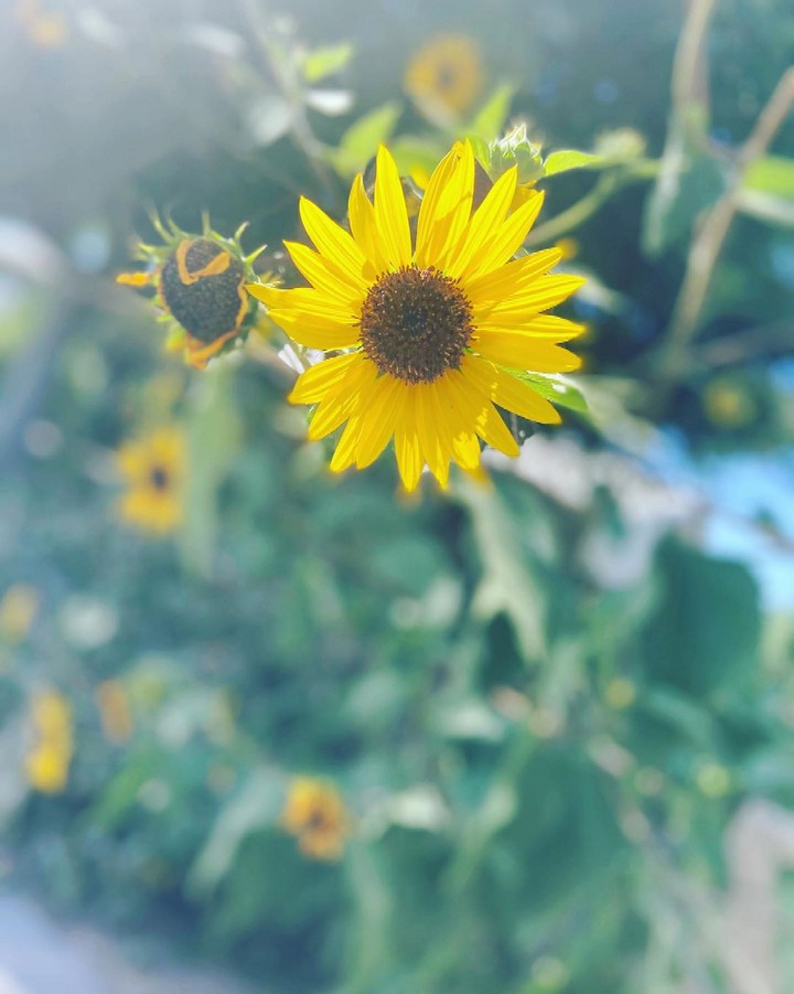 Sunflower
