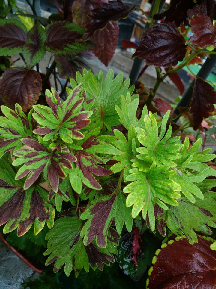 coleus
