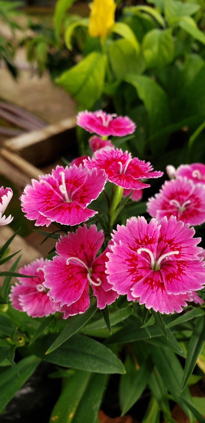 Cravinho pink
