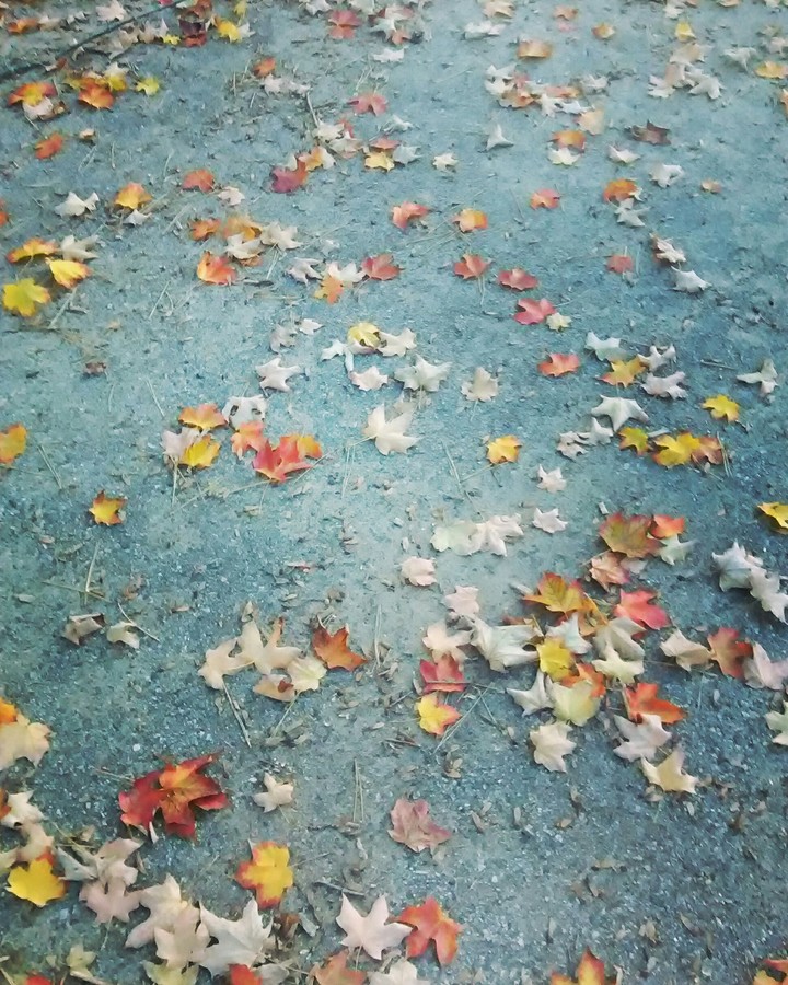 Fallen Leaves