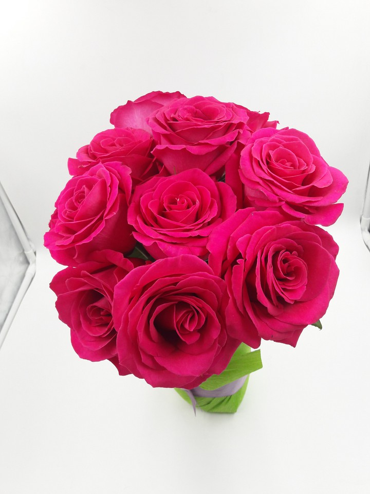 Pink Rose