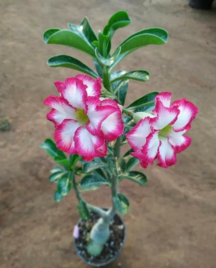 Adenium