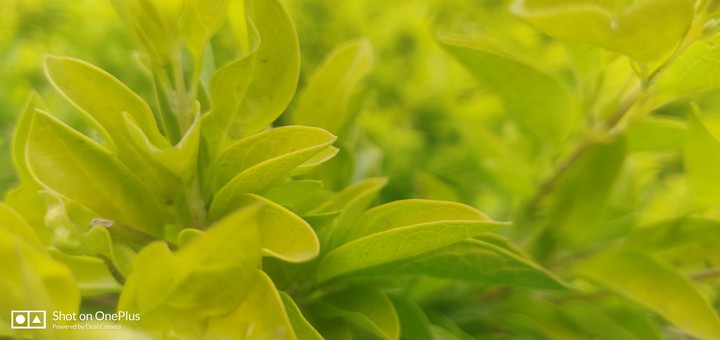 Yellow Leaf
