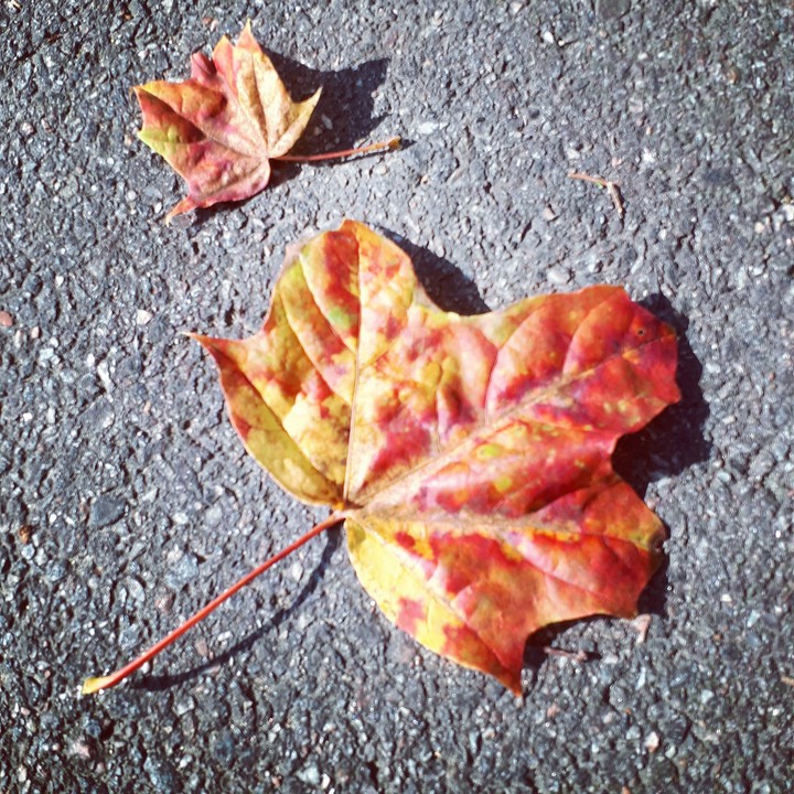 Autumn colors