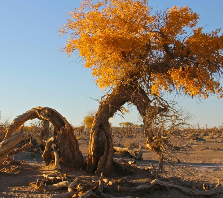 Old tree