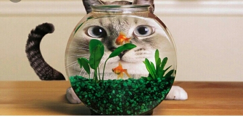 Funny cat