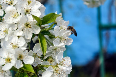 flower, blossom Hintergrundbilder