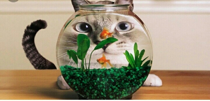 Funny cat