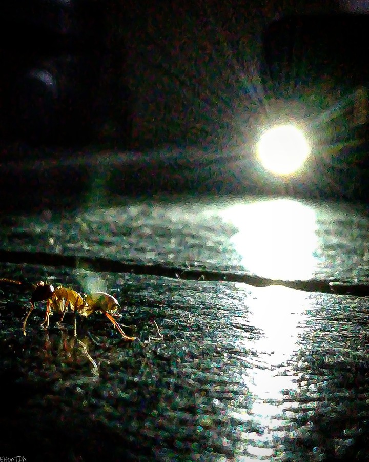 nem tanta luz ela precisava para iluminar seu caminho