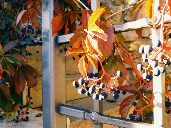 colourful wine