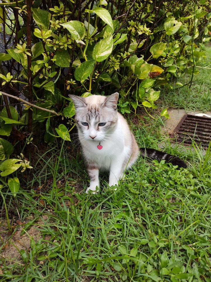 FRIDA