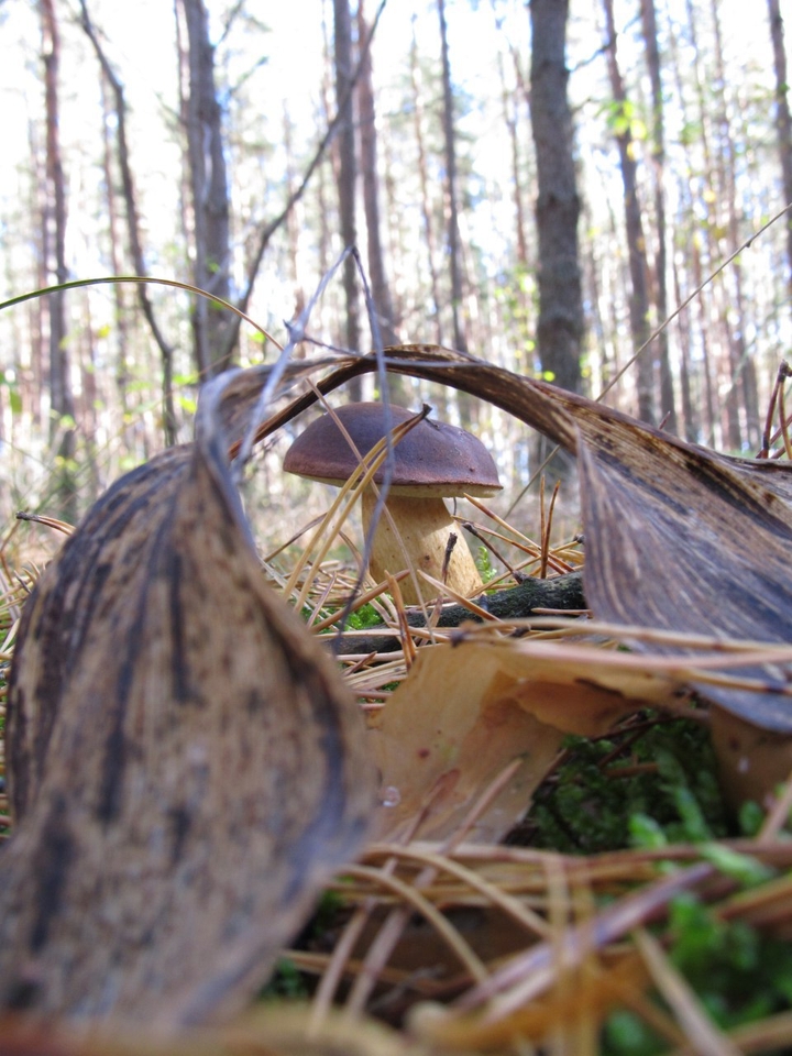 mushroom