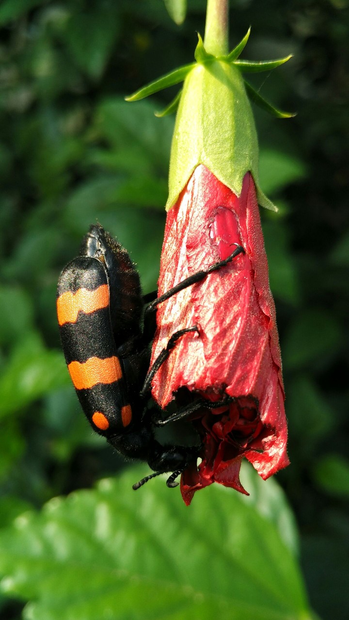 Bug on flower