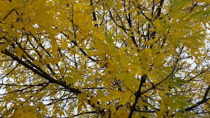 Autumn