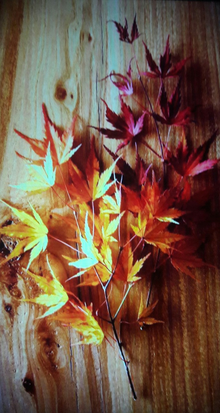 Autumn leaves