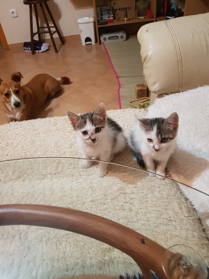 animals