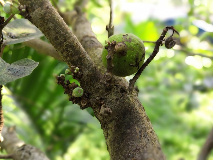 fig