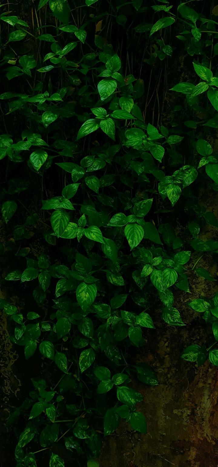 leaves
