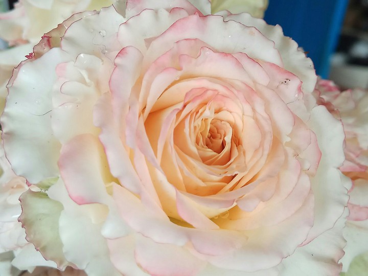 my rose flower