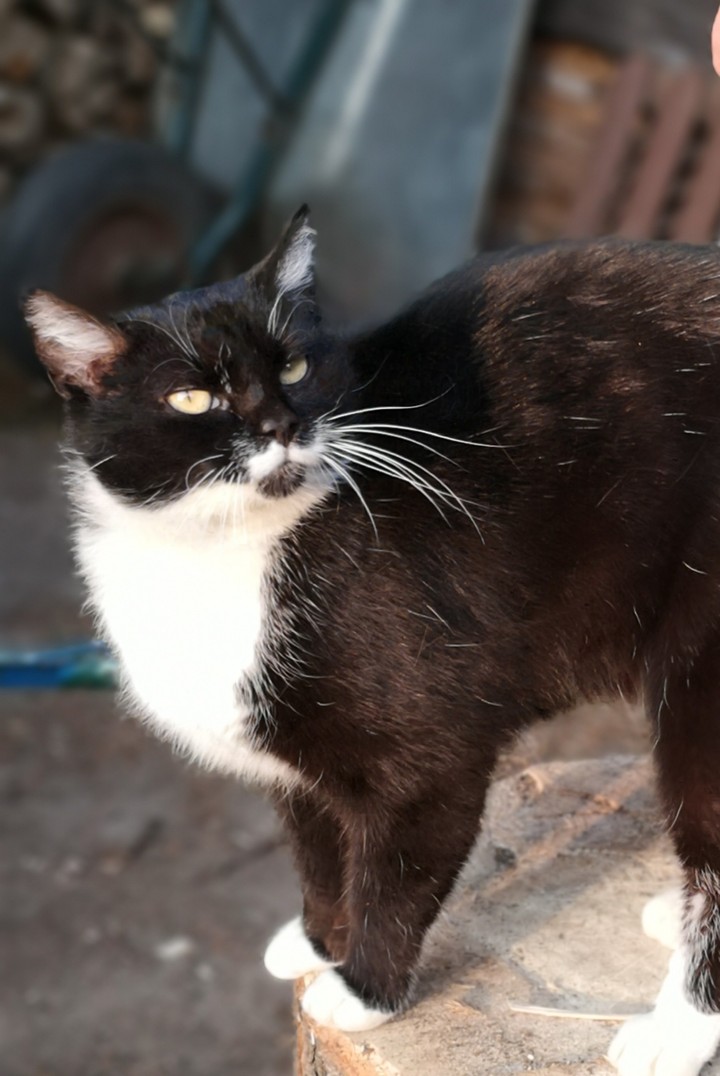 Katze