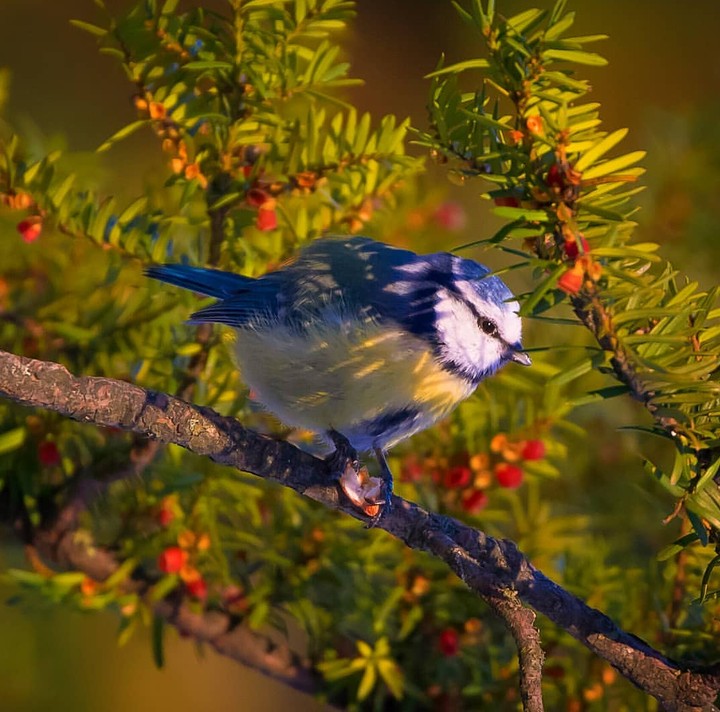 bird.. bluetit