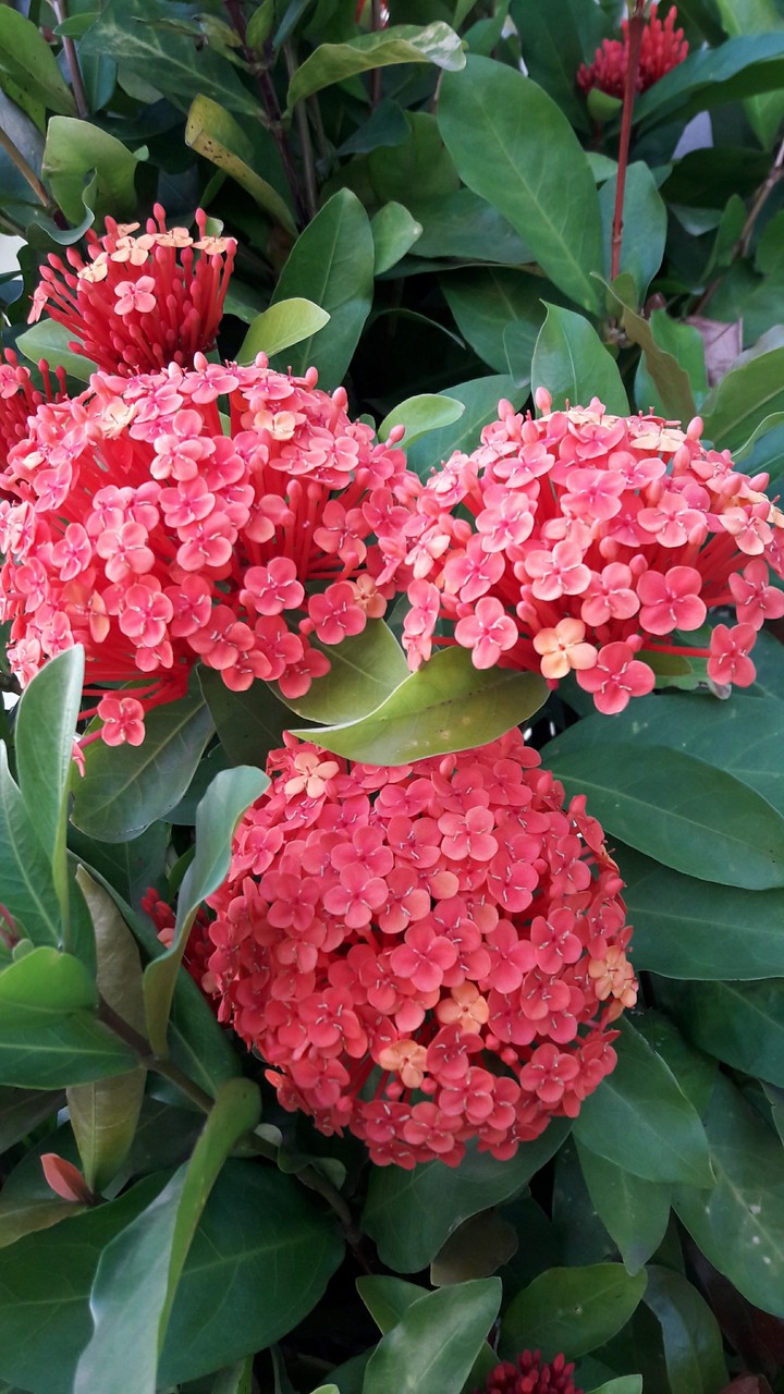 Flores