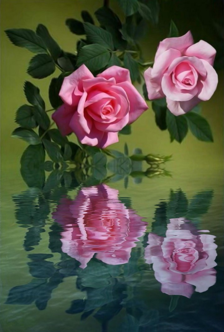 Roses