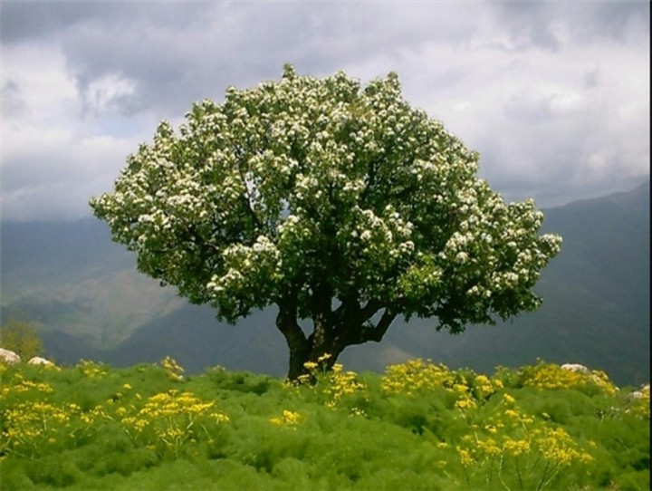 Beautiful nature of Kurdistan