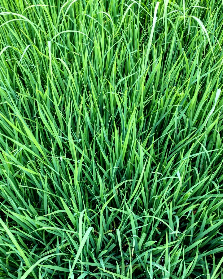 ricefield
