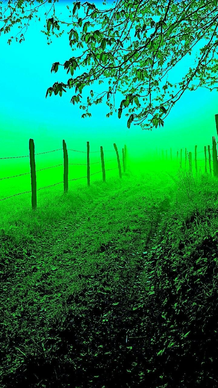 nature