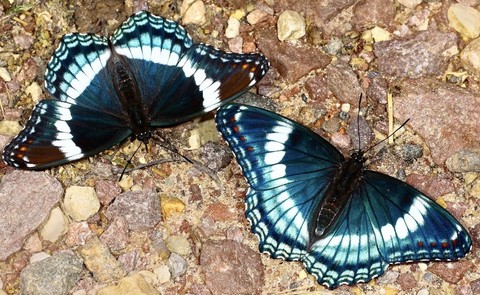 fonds d'écran admirals, butterfly