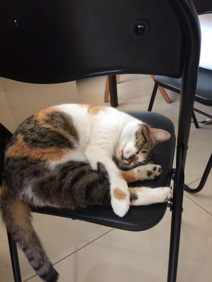 Cat <3