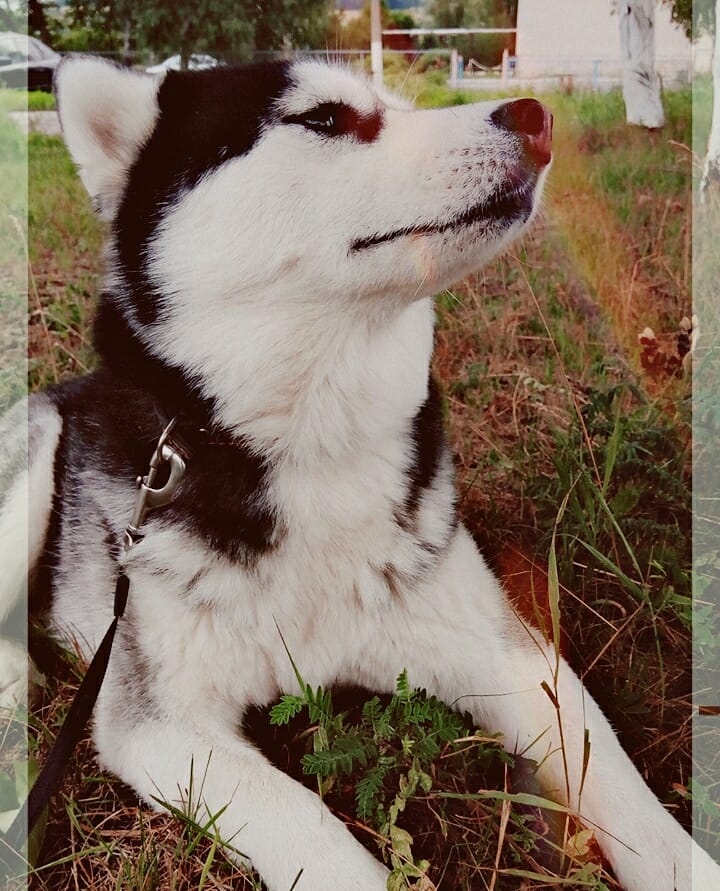 Husky Maiya