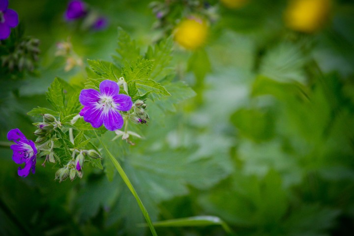 Flowers of Germany
