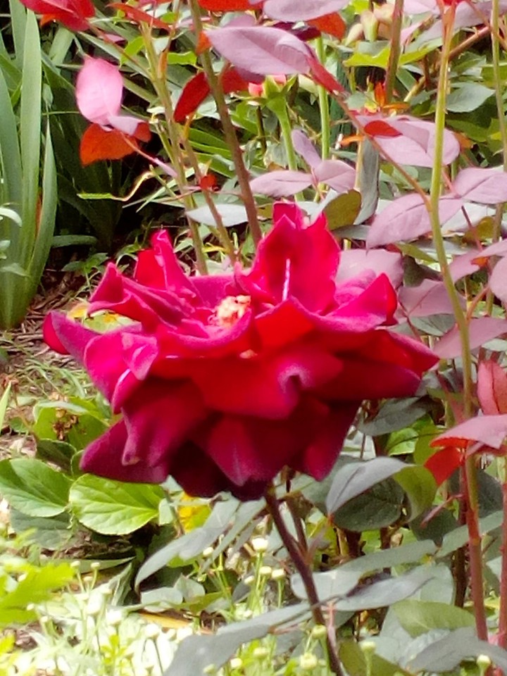 Rosa de mi jardín.