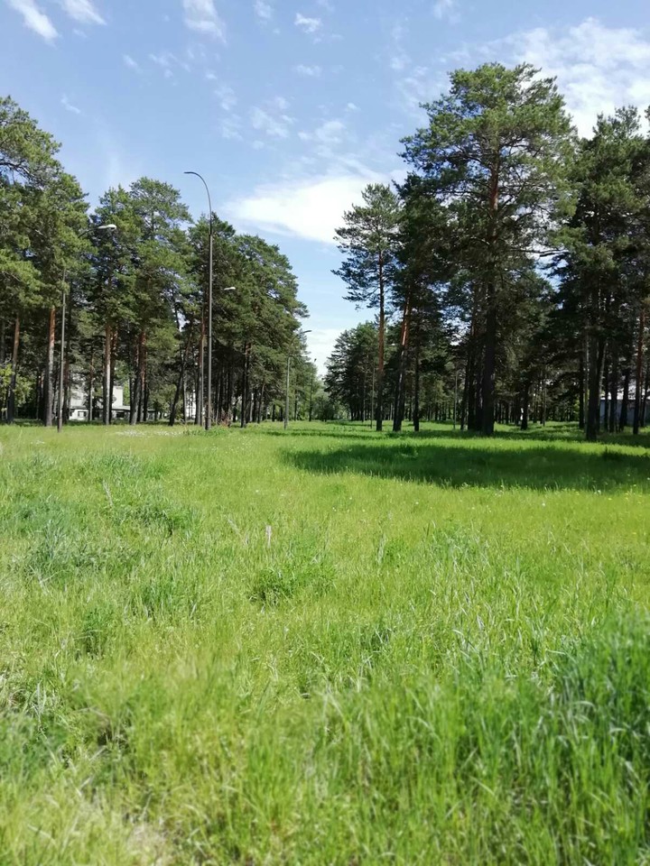 В старом парке.