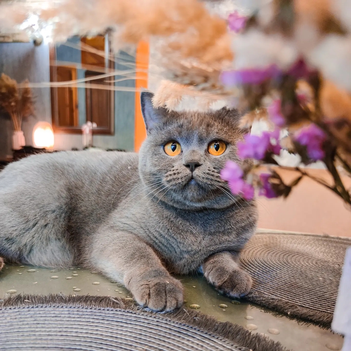 cosy cat