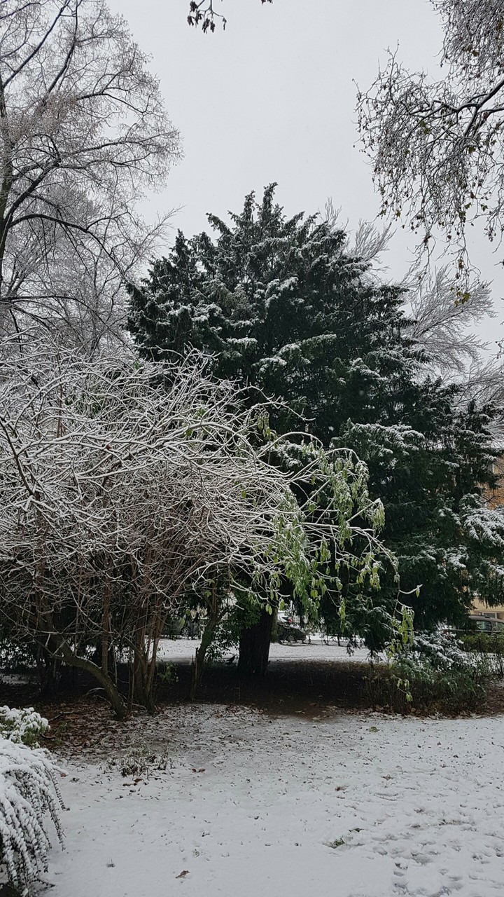 Snow❄