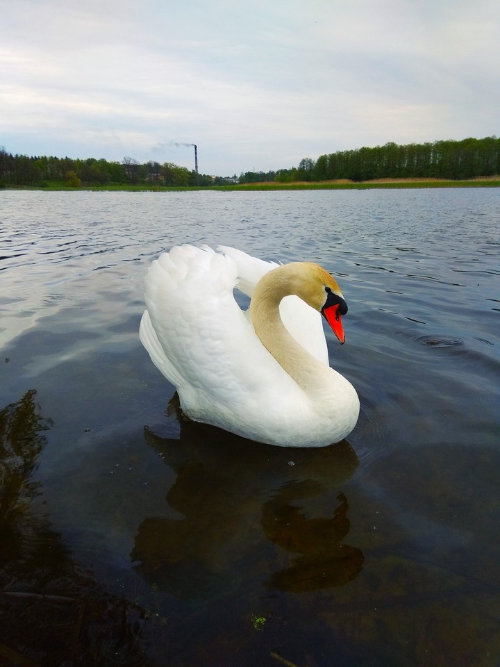 Лебедь