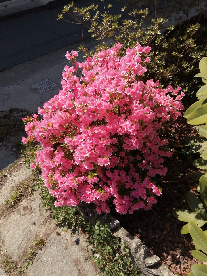 flores