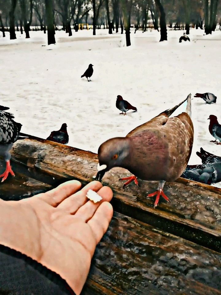 голуби