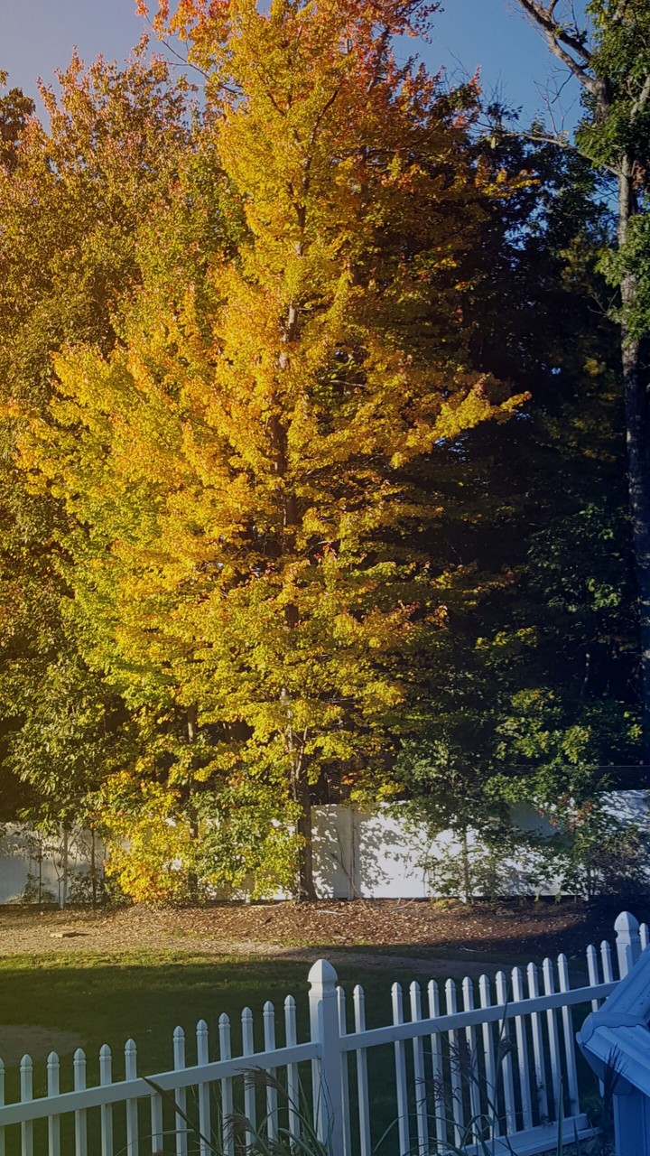 tree